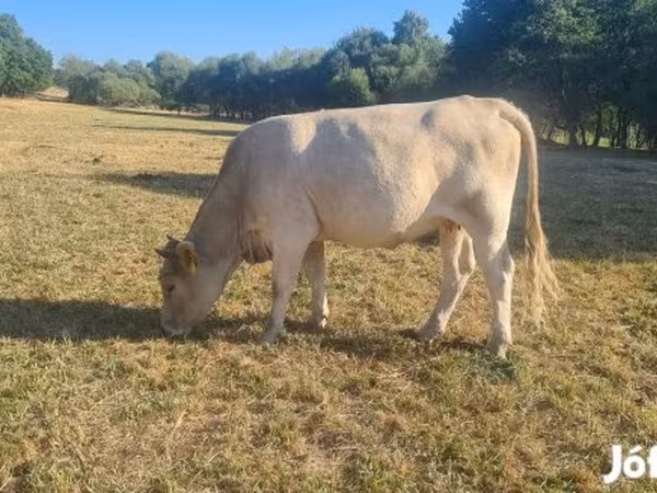 Tehén, Simmental cattle — Magyarország