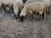 Schaf, Tsigai sheep — Foto 3