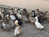 Ducks — फ़ोटो 1