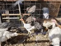 Turkeys — 照片 4