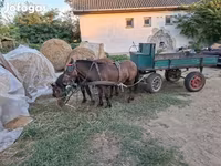 घोड़ा, घोड़े — फ़ोटो 4