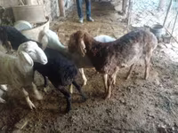 公羊, Rhon sheep — 照片 3