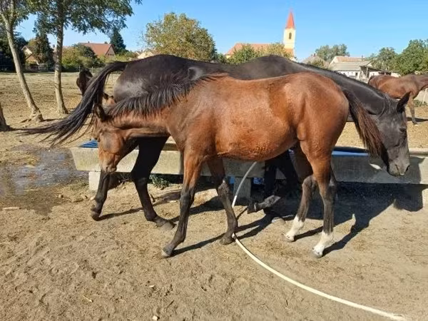 Koń, Kisber felver