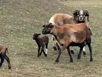 Sheep (batch, sex not specified), Cameroon sheep — photo 1