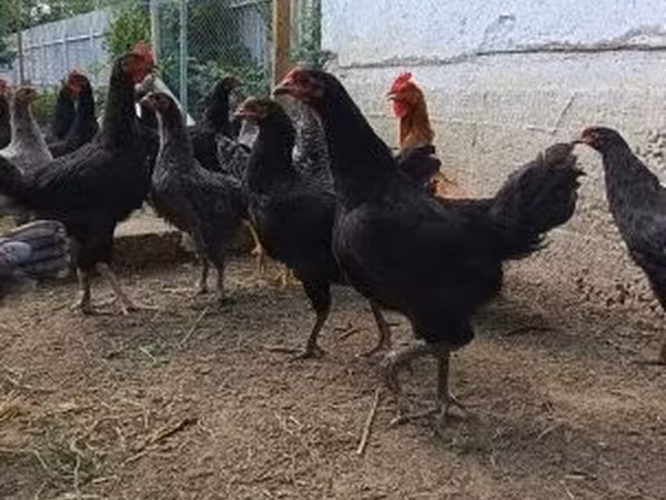Chickens — Hungary