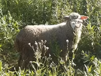Kos, Merino sheep — 7. fotó