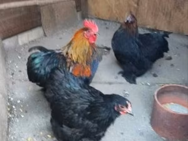 Chickens