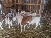 Billy Goat, Boer goat — photo 3