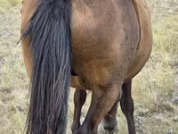 Klisna, Kazakh horse — foto 6