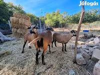 Oveja, Cameroon sheep — foto 2