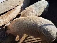 母猪, Pigs — 照片 1