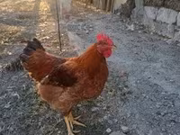 Chickens — 8-сурет