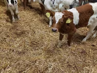 Bika, Limousin tehén — 4. fotó