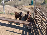公山羊, Goats — 照片 3