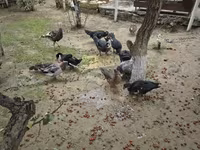 Ducks — 6-сурет