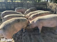 Cerdos (lote, sexo no especificado), Cerdos — foto 1