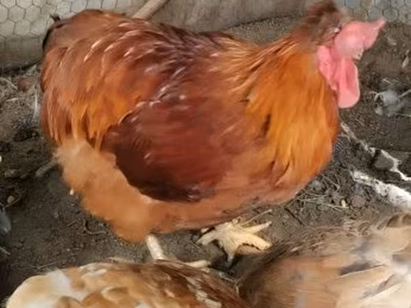 Chickens — Magyarország