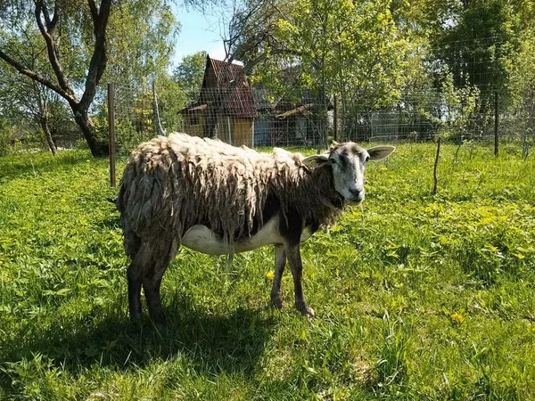 Nőstény kecske, Kejobong goat