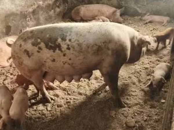 母猪, Pigs