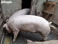 母猪, Дюрок — 照片 2