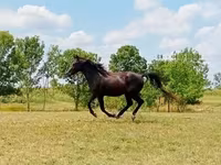 At, American paint horse — foto 1