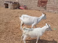 Ziegenbock, Saanen goat — Foto 5
