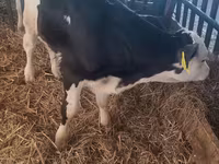 Byk, Simmental cattle — zdjęcie 1