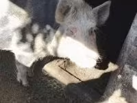母猪 — 照片 4