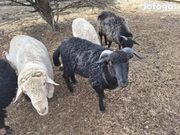 Widder, Merino sheep