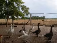 Geese — foto 1