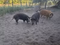 Boar, Pigs — photo 3