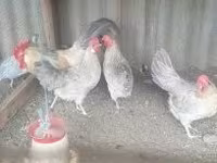 Poule danoise — photo 3