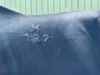 Caballo, Nonius horse — foto 5