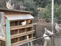 Turkeys — 2. fotó
