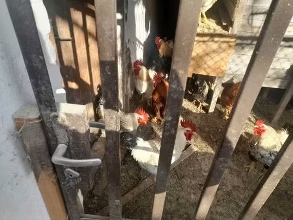Chickens — Maďarsko