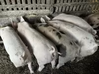 公猪 — 照片 4