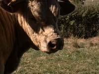 Bika, Simmental cattle — 2. fotó