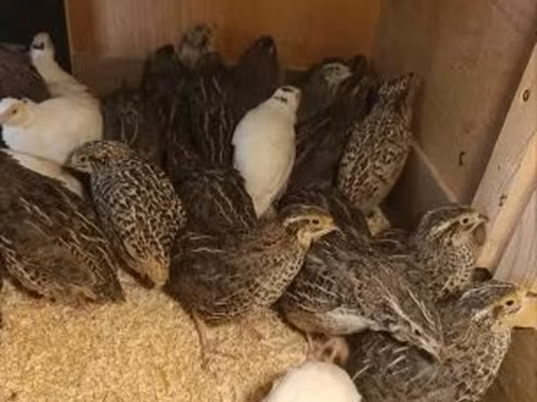 Quails