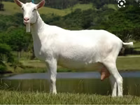 Keçi, Saanen goat — foto 4