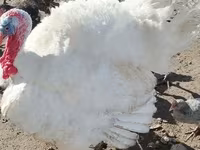 American Pekin — photo 4
