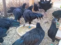 Ayam Cemani — 4. fotó
