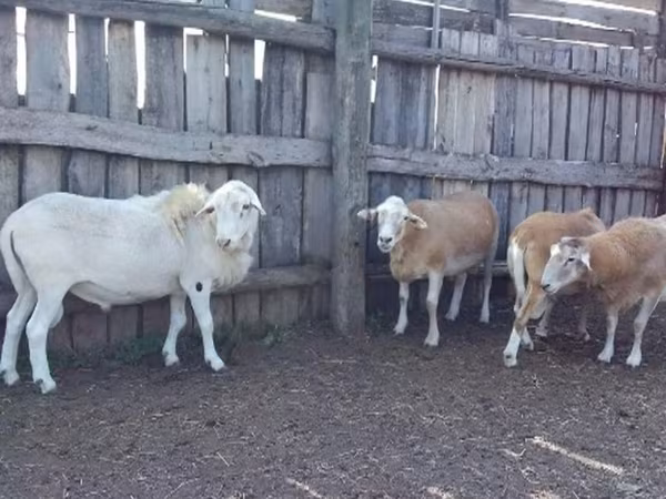 Kos, Katum sheep