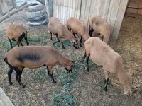 Sheep, Cameroon sheep — photo 1
