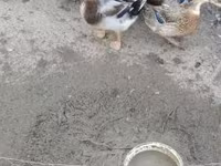 Ducks — 3. fotó