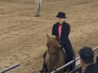 Hing, Rocky Mountain Horse — 2. fotó