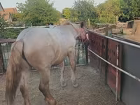 Caballo, Caballos — foto 1