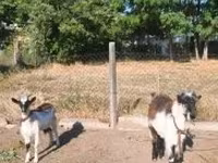 Goats (batch, sex not specified), Goats — photo 1