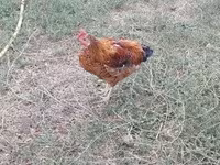 Chickens — الصورة 4