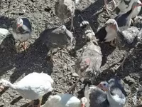 Turkeys — Foto 3