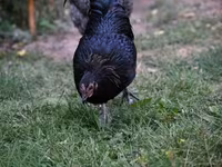 Australorp — photo 8